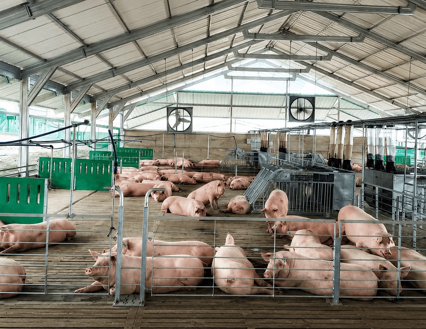 Cerdos en corrales de gestación colectiva con amplitud y ventilación natural.