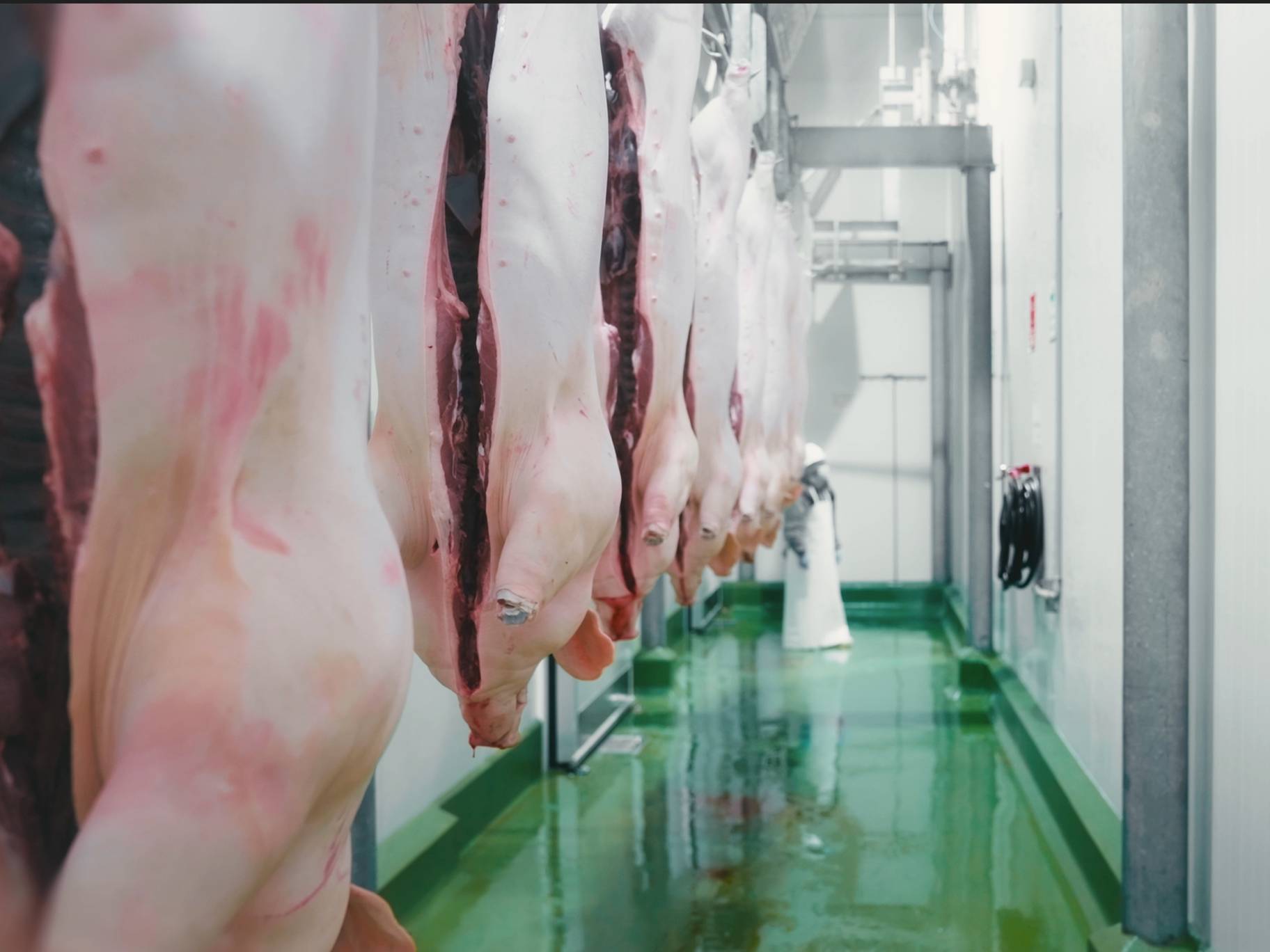 Medios enteros de cerdo en cámara de la planta de beneficio.