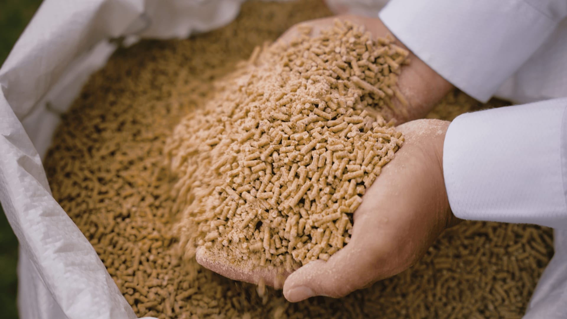 Manos sosteniendo pellets de alimento balanceado sobre saco Molinos CERSUR — control de calidad del producto final.